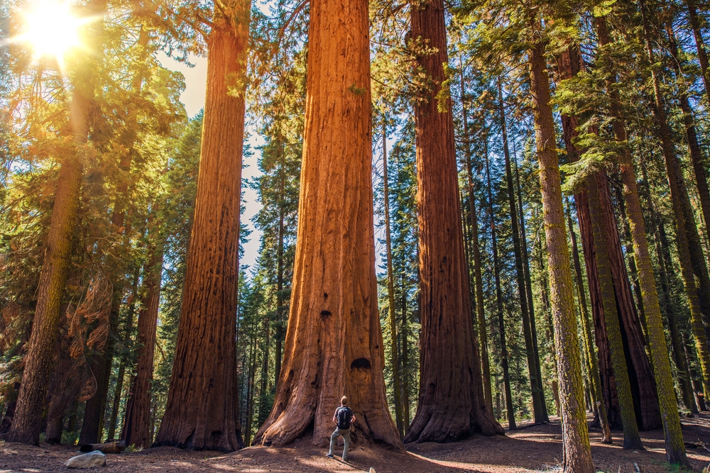 Sequoia,Vs,Man.,Giant,Sequoias,Forest,And,The,Tourist,With