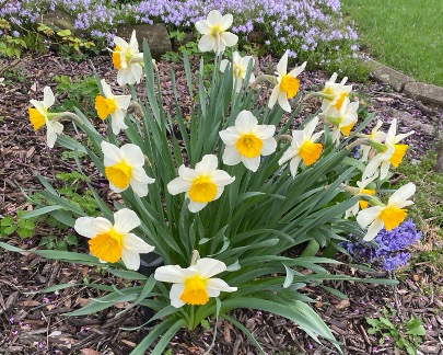 Daffodils My Yard