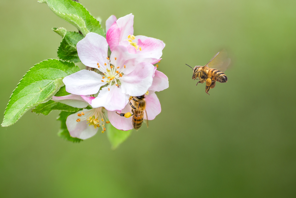 Flying,honey,bee,collecting,bee,pollen,from,apple,blossom.,bee
